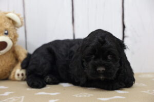 Cocker Spaniel puppy