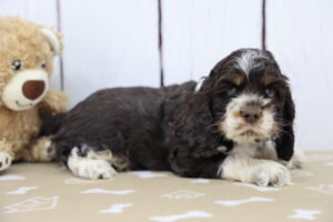 Cocker Spaniel puppy