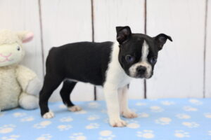 Boston Terrier puppy