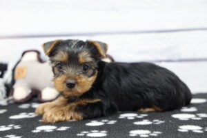 Yorkshire Terrier puppy