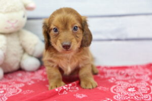Miniature Dachshund puppy