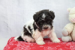 Havanese puppy
