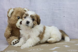 Lhasa Apso puppy