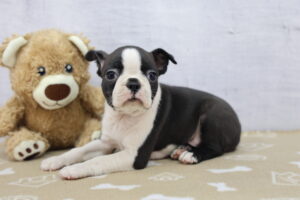 Boston Terrier puppy