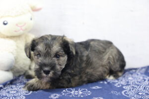 Miniature Schnauzer puppy