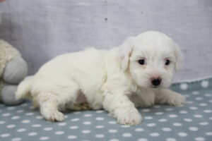 CotonPoo puppy