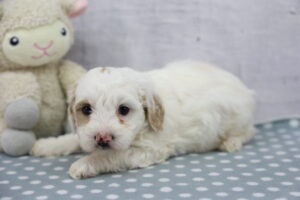 CotonPoo puppy