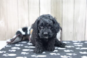 Cockapoo puppy