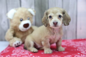 Miniature Dachshund puppy