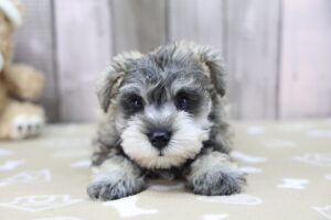 Miniature Schnauzer puppy