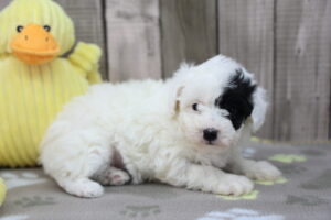 Miniature Poodle puppy