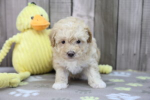 Miniature Poodle puppy