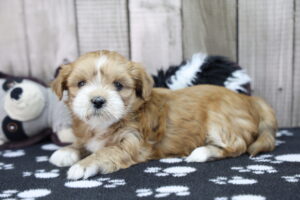 Lhasa Apso puppy