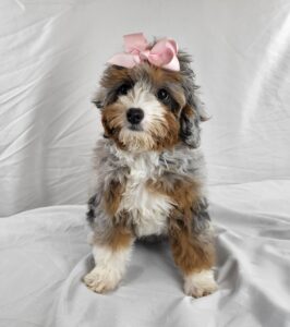 Miniature Bernadoodle puppy