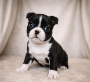 Boston Terrier puppy
