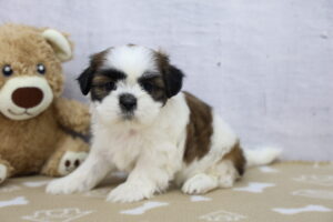 Shih Tzu puppy