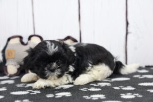 ShihApso puppy