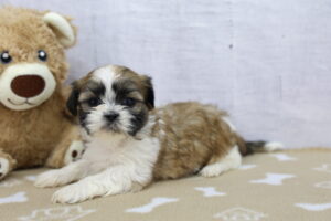 Shih Tzu puppy