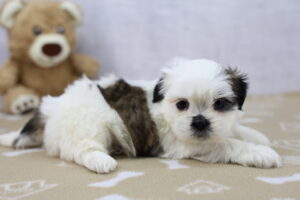 Shih Tzu puppy