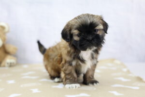 Shih Tzu puppy