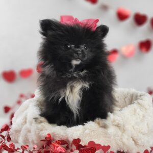 Pomeranian puppy