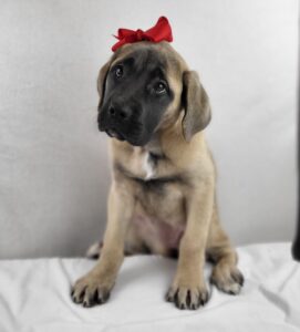 English Mastiff puppy