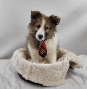 Shetland Sheepdog puppy
