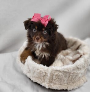 Miniature Australian Shepherd puppy