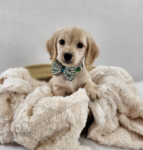 Miniature Dachshund puppy