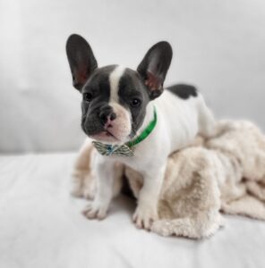 French Bulldog puppy