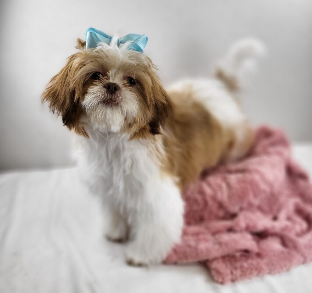 Maggie 2