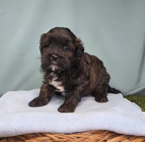 LhasaPoo puppy