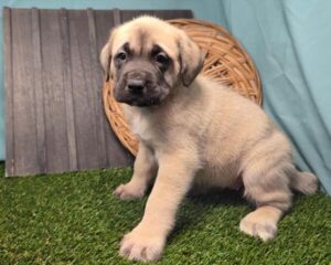 English Mastiff puppy