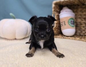 Chihuahua puppy