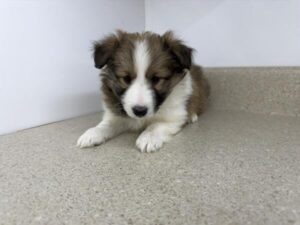Shetland Sheepdog puppy