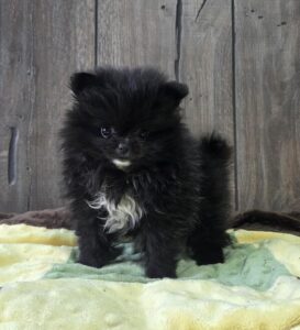 Pomeranian puppy