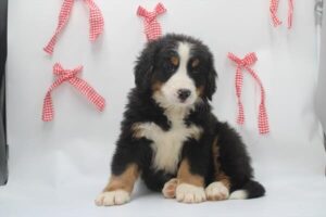 Bernese Mountain Dog puppy