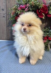 Pomeranian puppy
