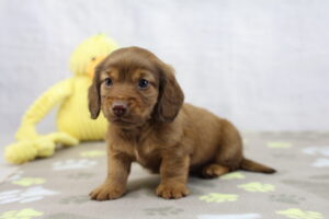 Miniature Dachshund puppy