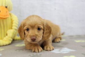 Miniature Dachshund puppy