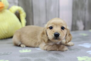 Miniature Dachshund puppy