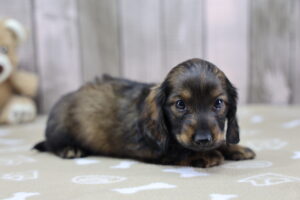 Miniature Dachshund puppy