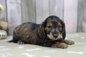 Miniature Dachshund puppy
