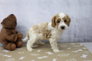 Cavapoo puppy