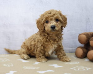 Cavapoo puppy