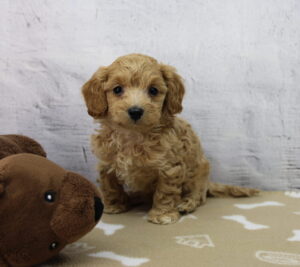 Cavapoo puppy