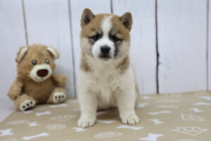 Shiba Inu puppy