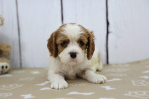 Cavalier King Charles Spaniel puppy