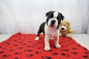Boston Terrier puppy
