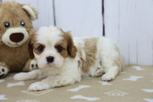 Cavalier King Charles Spaniel puppy